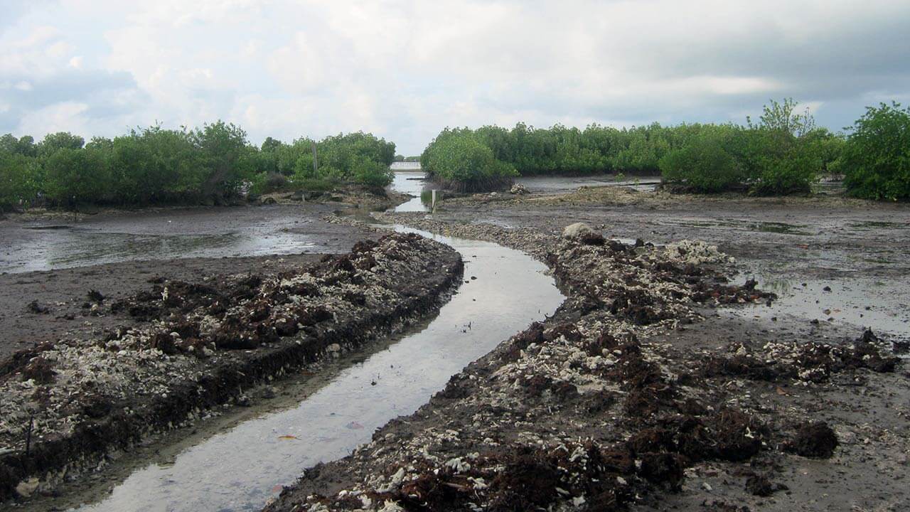 Sustainable Mangrove Rehabilitation and Conservation Donate