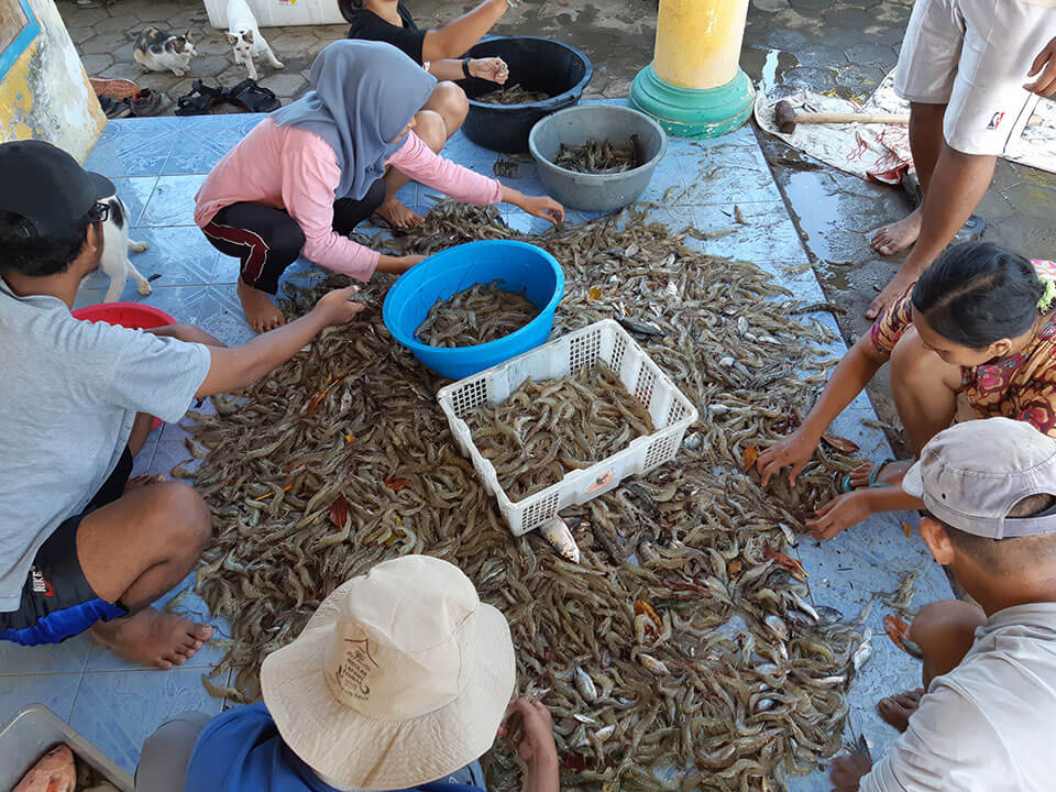 Shrimp Harvest by Organic Fishponds