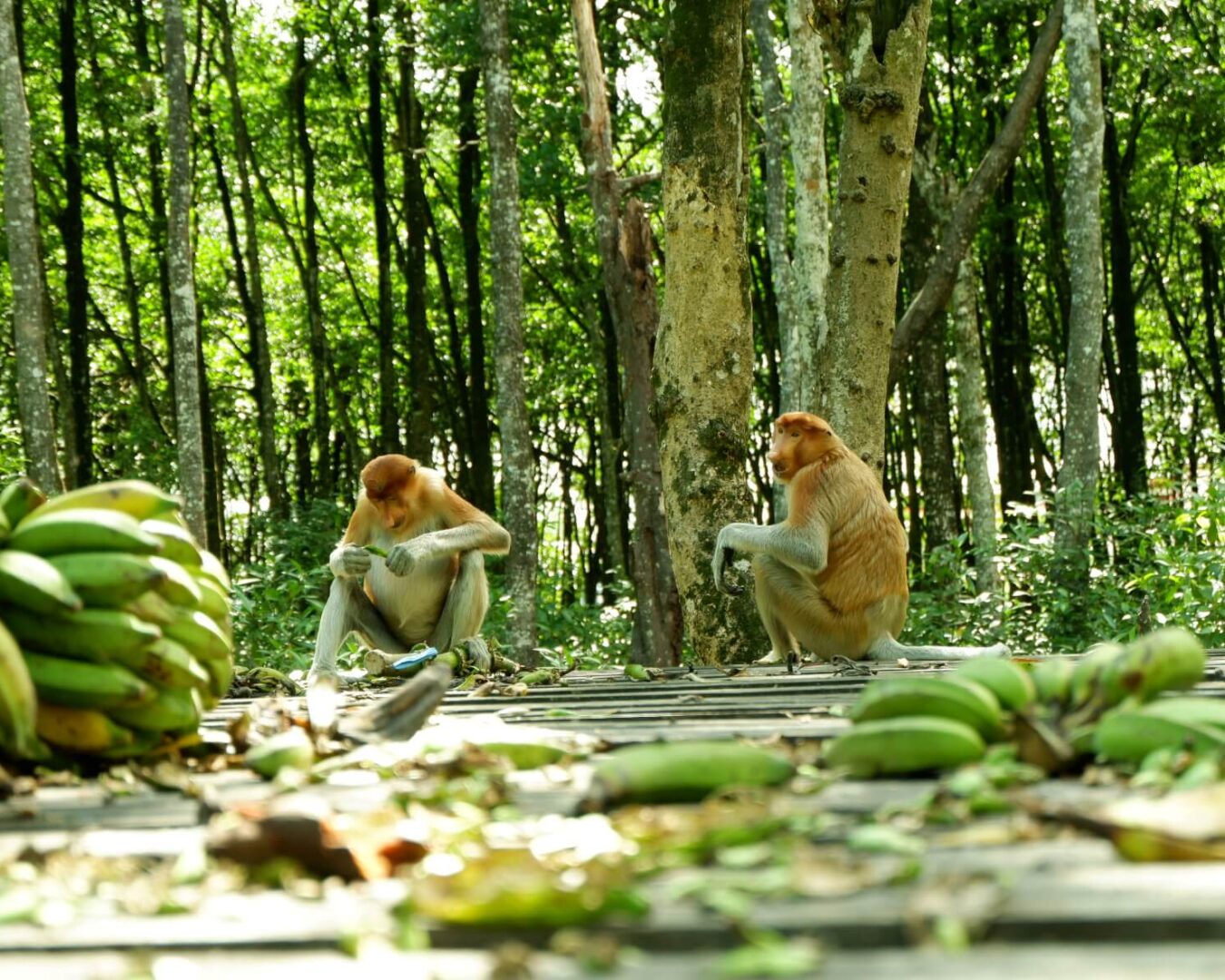 Visiting the Bekantan - Blue Forests