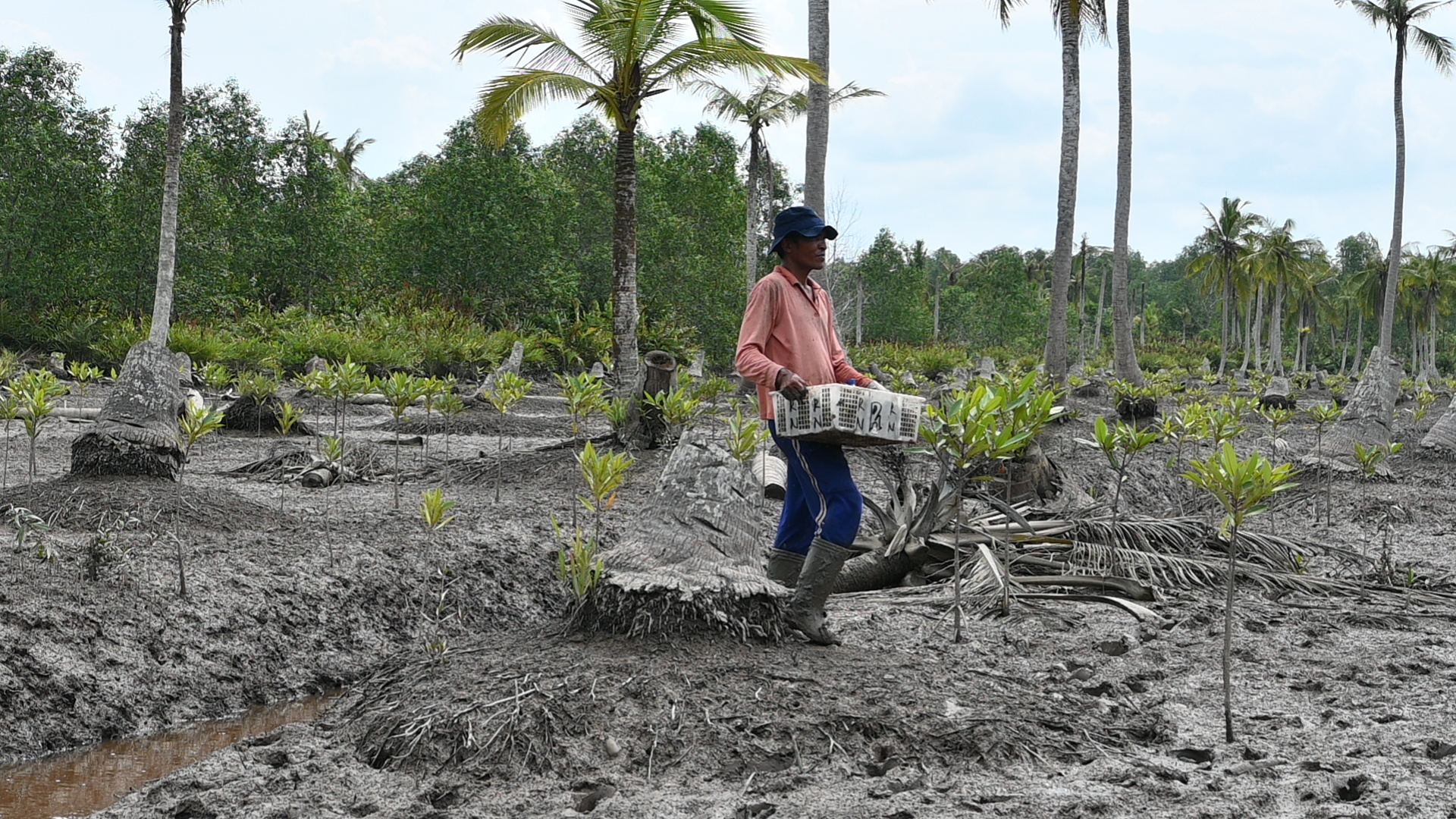 Proses penaburan benih mangrove di bekas kebun kelapa yang terintrusi air laut (Ehdra Beta Masran/Blue Forests)