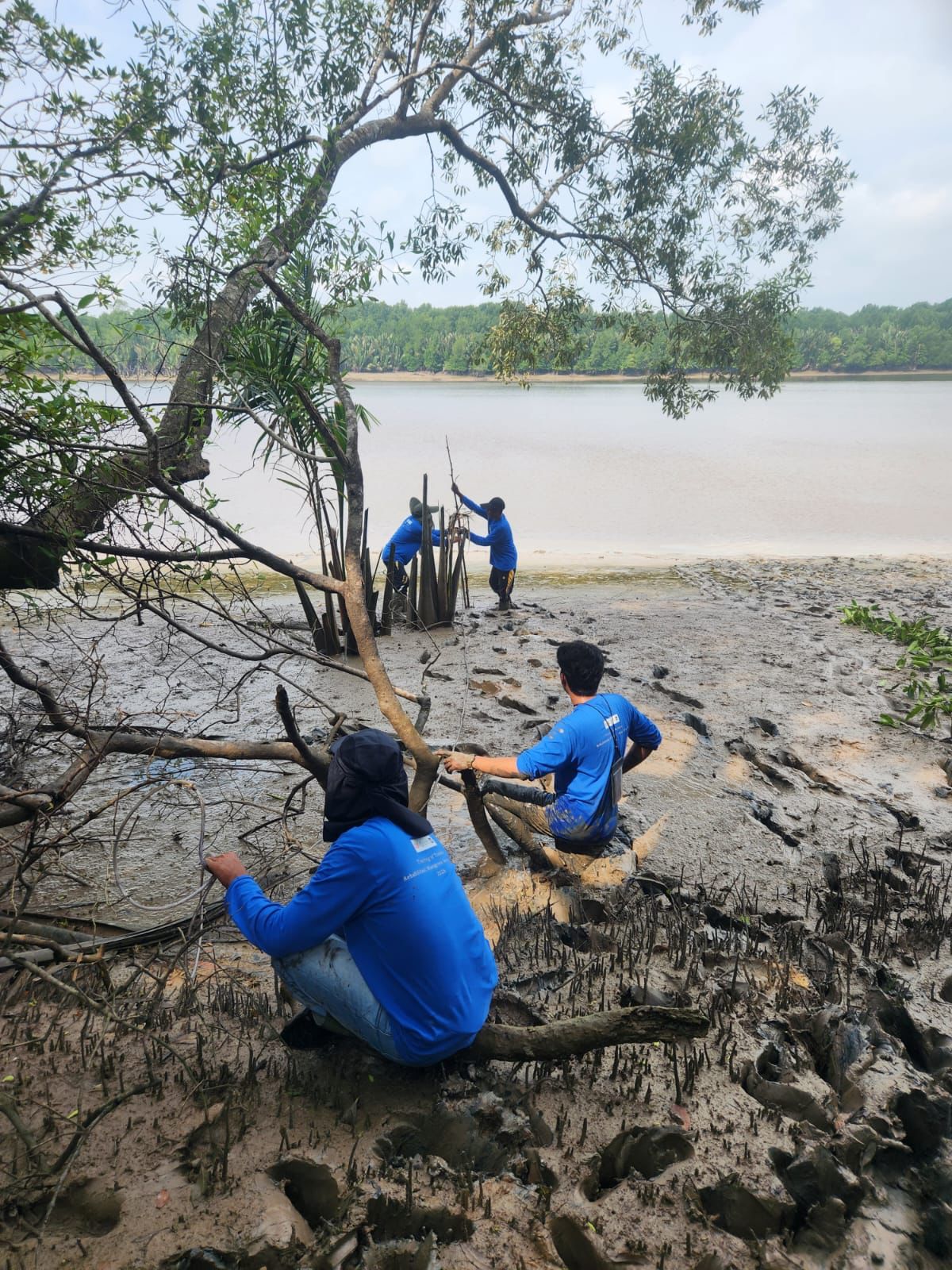 Kunjungan lapangan menilai kondisi eko-hidrologis mangrove dengan menarik transek sepanjang 100 m untuk mengetahui sebaran mangrove berdasarkan zonasi dan ketinggian substratnya